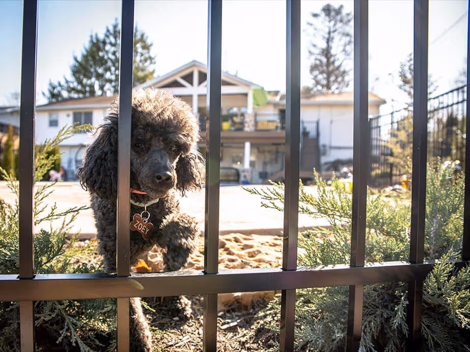 Pet Fence