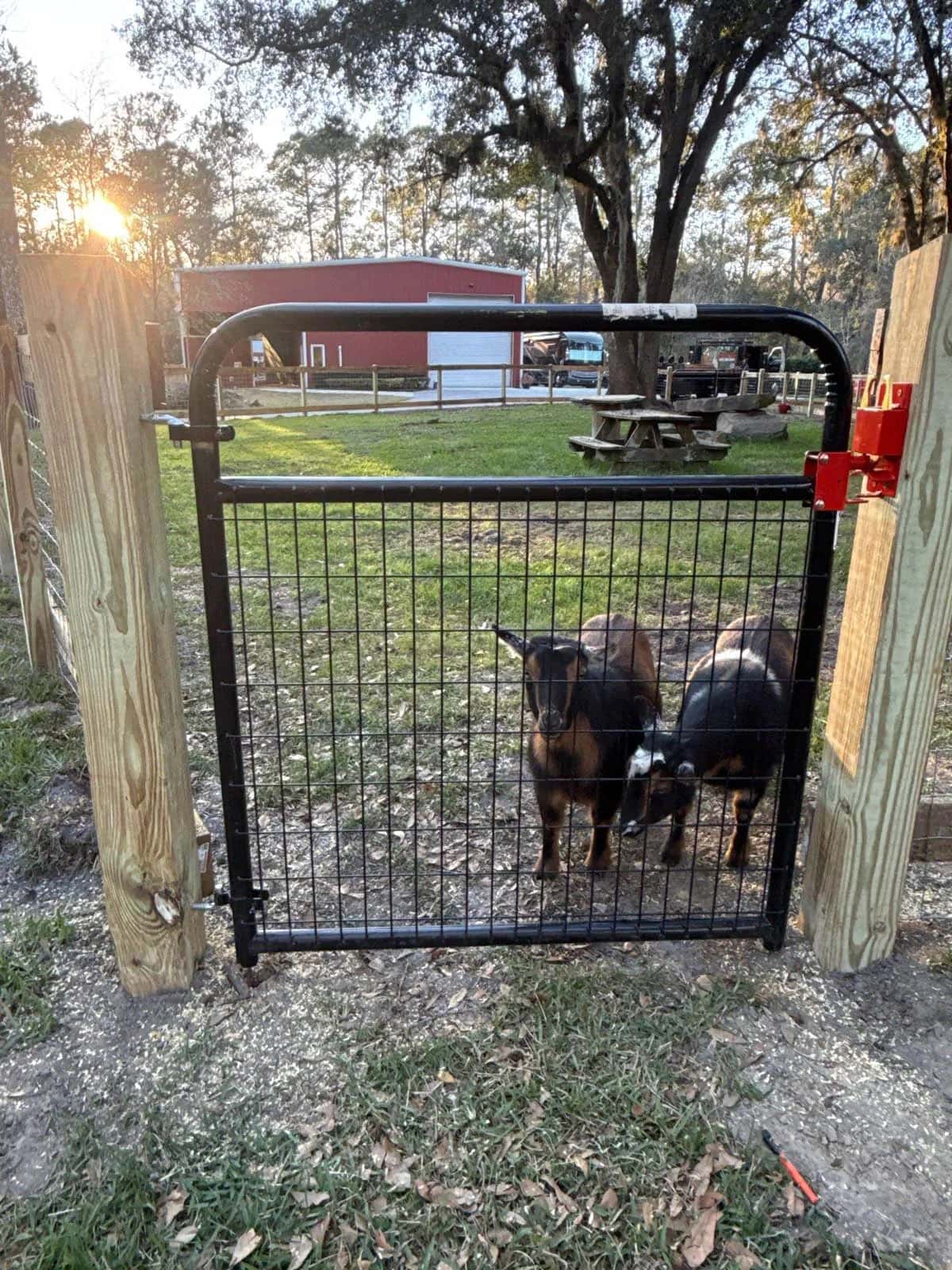 Florida Farm Gate With Goats