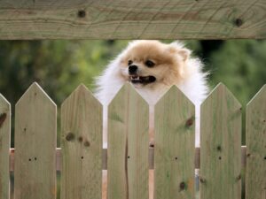 Fence Options for Dog Owners From St. Augustine Fence Company